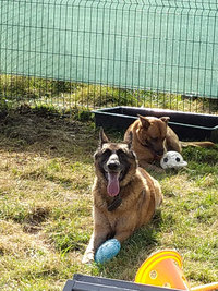 Sorties sur parcours des Chiens